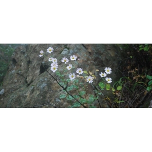 小红菊 Chrysanthemum chanetii