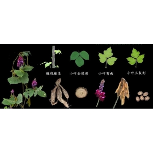 葛根