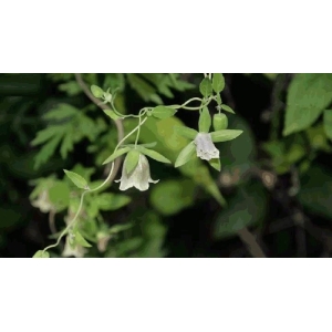中药材党参种植技术要点
