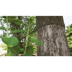 中药材杜仲种植技术要点