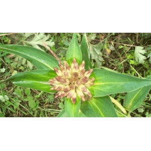 中药材秦艽种植技术要点