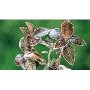 中药材金线莲种植技术要点