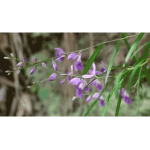 中药材远志种植技术要点