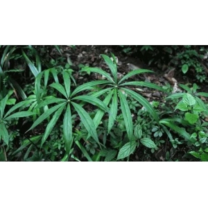 中药材天南星种植技术要点