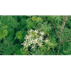 中药材川芎种植技术要点