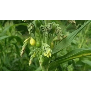 薏苡种植技术要点