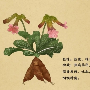 这味药，能把土地的精髓都吸收了，帮你培元固本