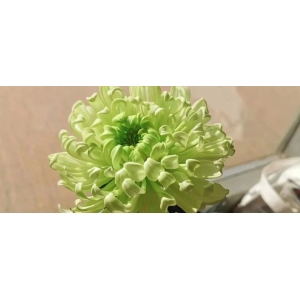 人民日报：这些花，竟然是“中药”做的！太赞了！