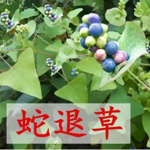 只需一味药化解带状疱疹，不用吃，一敷就好