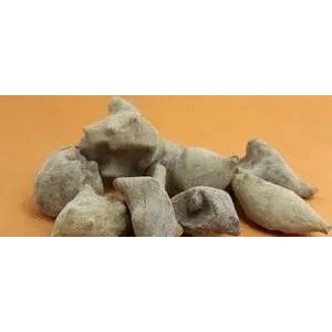 五倍子，一味专门“对付”牙疼的中药！（附3则医案）