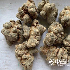 2月玉林点评：需求及热钱带动涨价品种频现  高价防疫品种行情