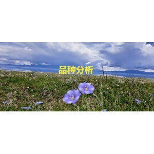 市场异常火爆，这些药材也涨了！