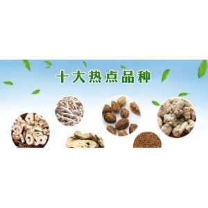 十大热点品种