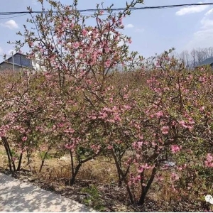 湖北省长阳县资丘镇木瓜开花