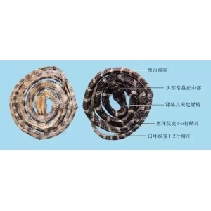 223个中药的鉴别图谱，图文注释，太赞啦
