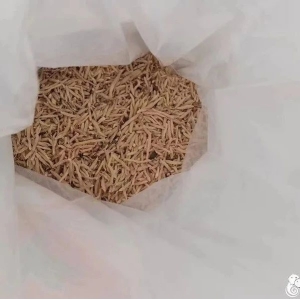 山东曹县麦冬开始进入大量产新期