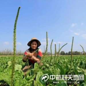 车前子产新渐近 后市如何？