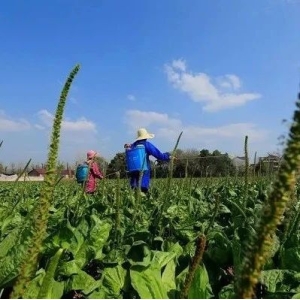 药财有道|车前子距离产新临近 后市何去何从？