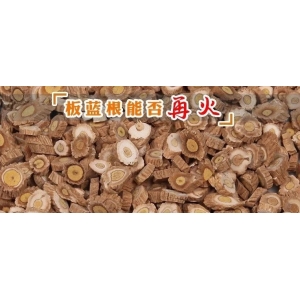 板蓝根能否再火