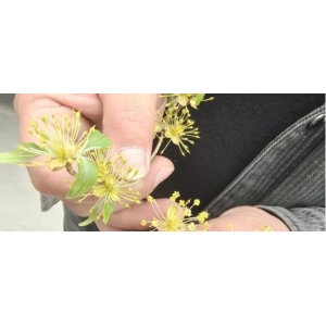 “倒春寒”再至 山茱萸行情波澜再起