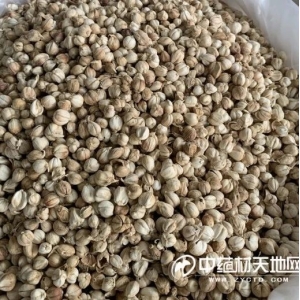 白豆蔻行情震荡不止  商机如何把握