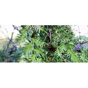 药财有道|历史高价之后海金沙行情何去何从？