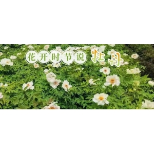 花开时节说牡丹