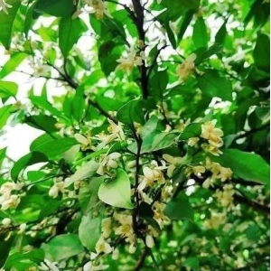 湖南省常德市澧县酸橙枳实花开茂盛