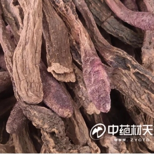 锁阳何时行情能再次翻盘