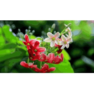 中药材使君子种植技术要点