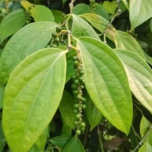 海南省海口市大坡镇胡椒种植地块