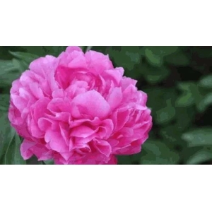 中药材芍药种植技术要点