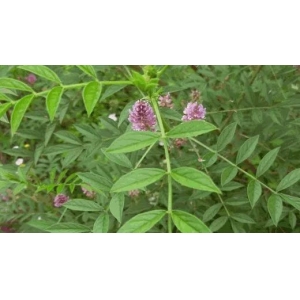 中药材甘草种植技术要点