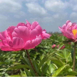 安徽省亳州市白芍陆续开花