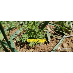 高鹏说药材：甘草、茜草、白鲜皮、广藿香、苦参、太子参、益母草