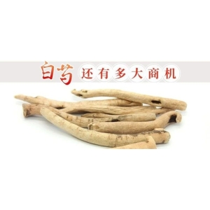 白芍还有多大商机