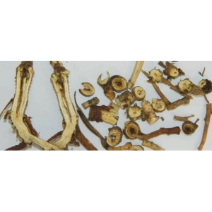 柴胡性状鉴别及常见误区