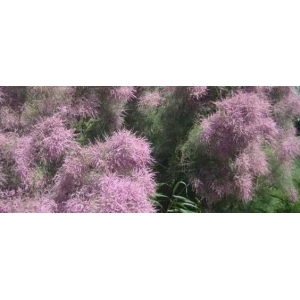 每日中药小故事之柽柳