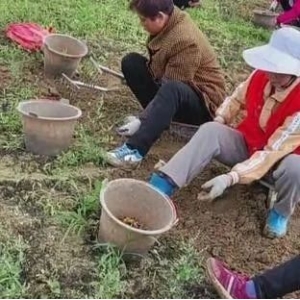 陕西汉中城固县元胡产新扫尾