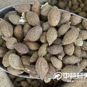 胖大海时隔多年再现高价 长果产量决定后市走向