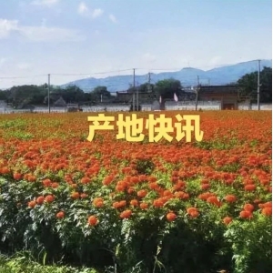 高鹏说药材：2023年5月12日各产地药材收购价格行情