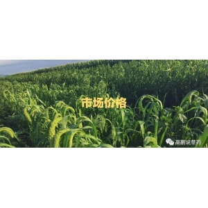 高鹏说药材：2023年5月13日热点药材市场价格行情