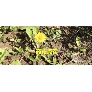高鹏说药材：周评：进口品种领涨，带动药市整体仍在高位持续运行