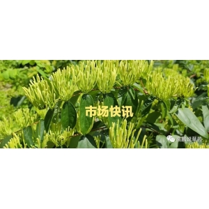 高鹏说药材：2023年5月18日各大药市药材价格行情