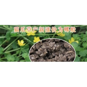 猫爪草产新涨价为哪般