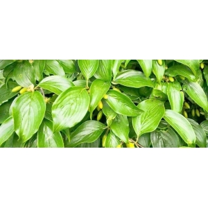 药财有道|2023年倒春寒影响下的山茱萸长势如何？