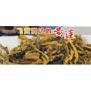 飞黄腾达的黄连
