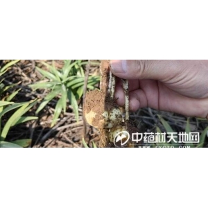 浙贝母产新有量 后市如何？