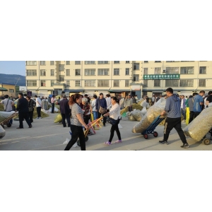 平邑金银花药材产地价格(2023.06.02)