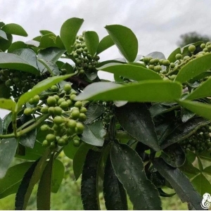 重庆市巫溪县青花椒开始产新